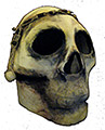 Rappit Plaster Skull (Mask)